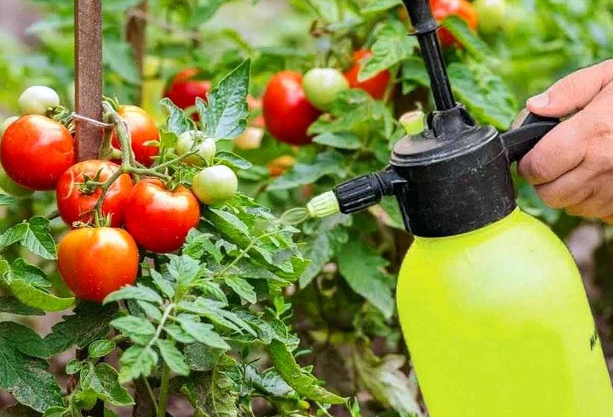 Чем поливать рассаду томатов