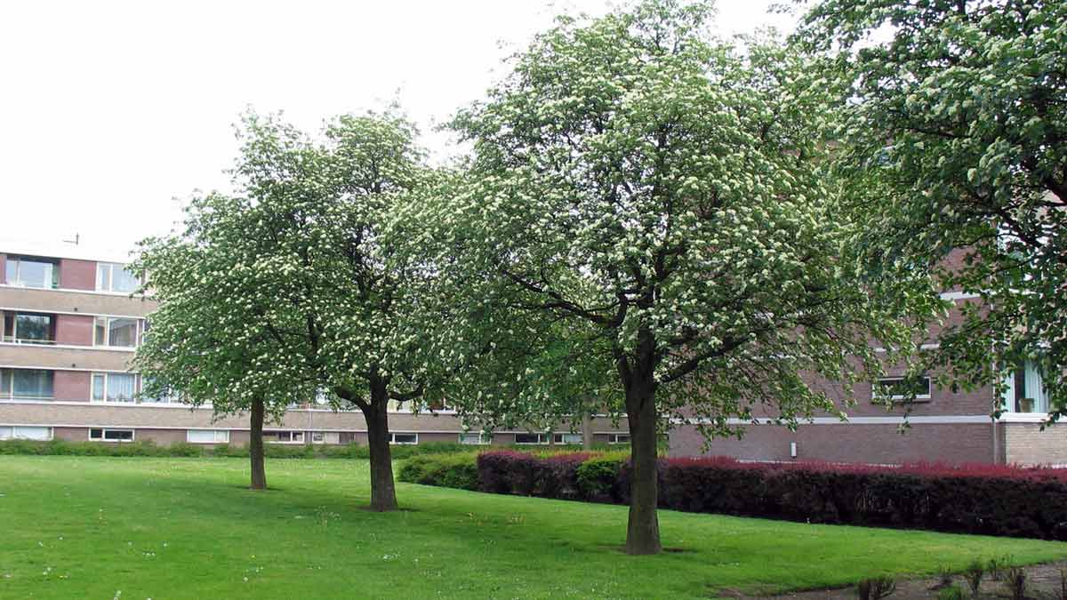 Рябина промежуточная (Sorbus intermedia)