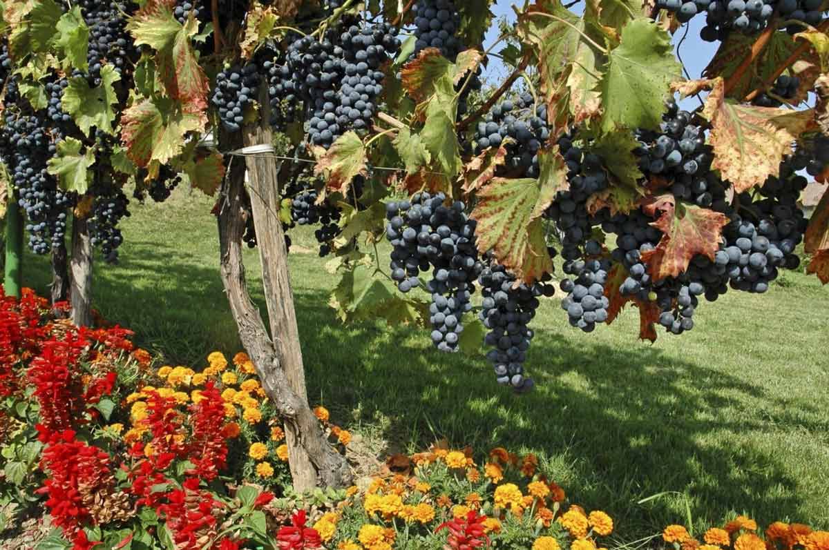 Сорта винограда для сада