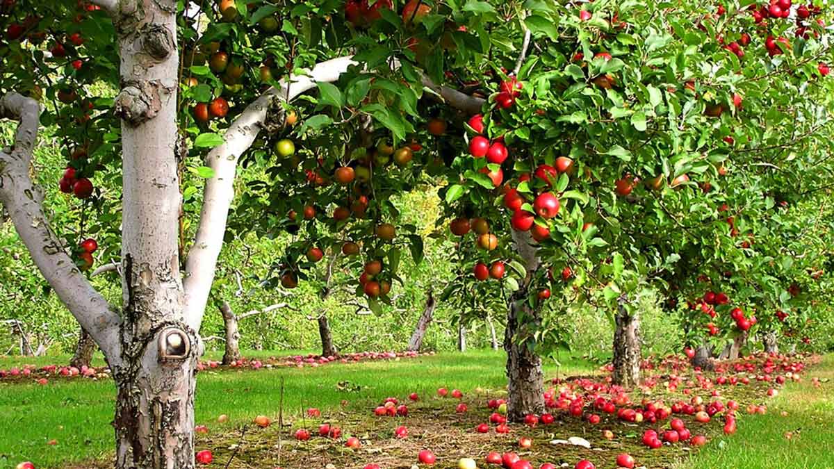 Вредители яблони