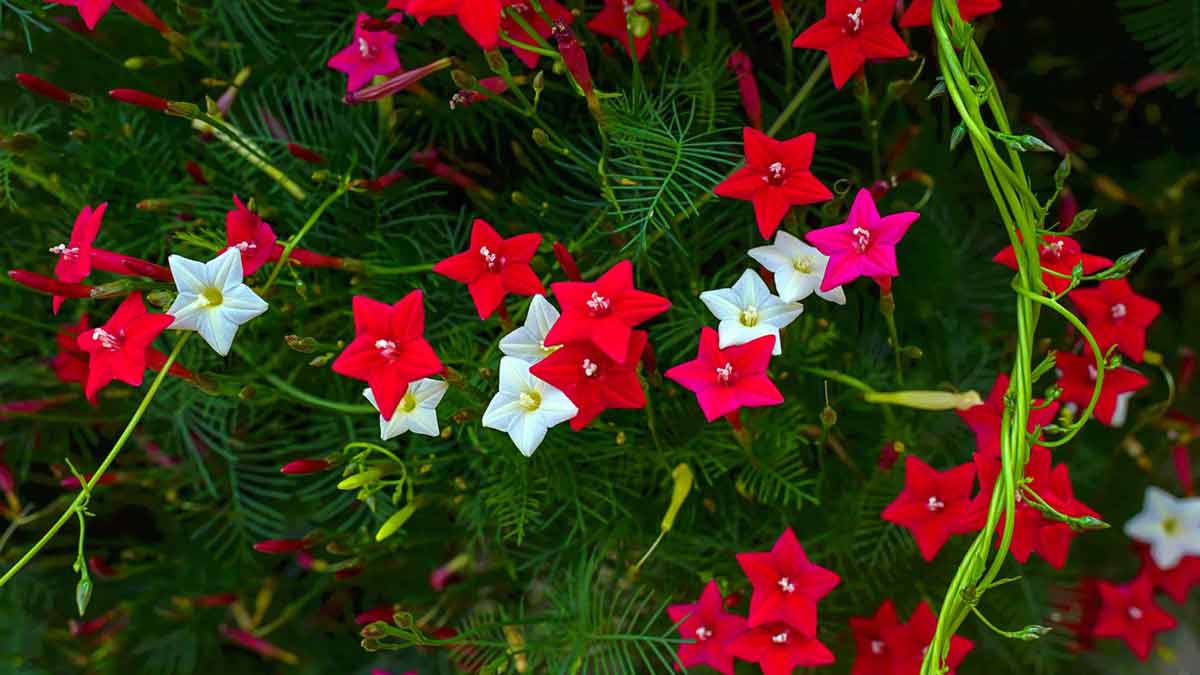 Вьющиеся растения для украшения сада - Квамоклит