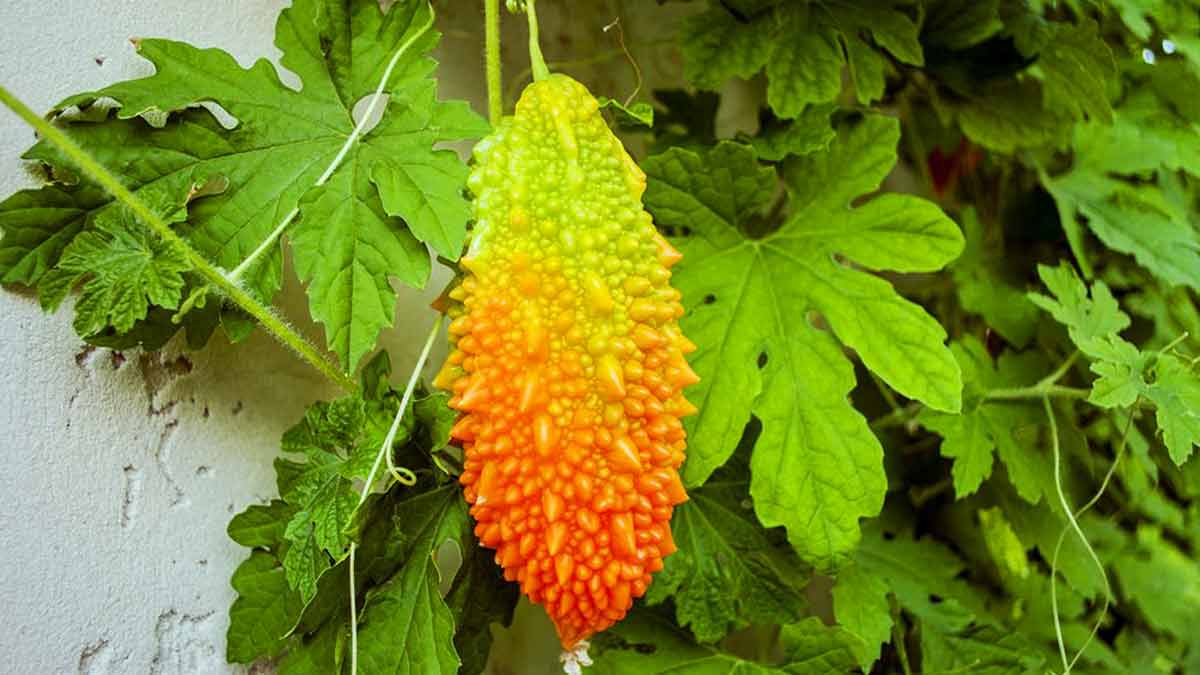Вьющиеся растения для украшения сада - Момордика