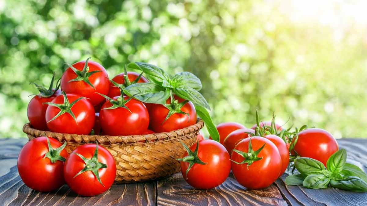Что такое фитофтороз томатов