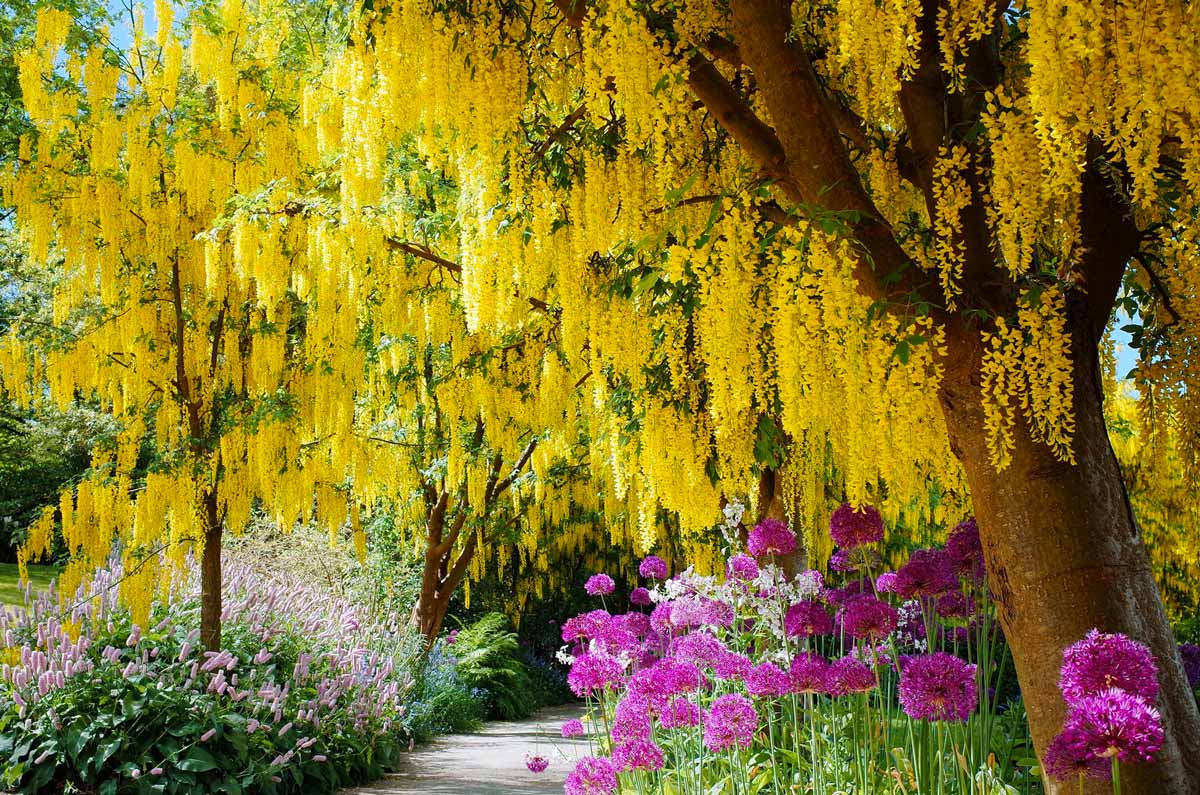 Дерево С Желтыми Цветами