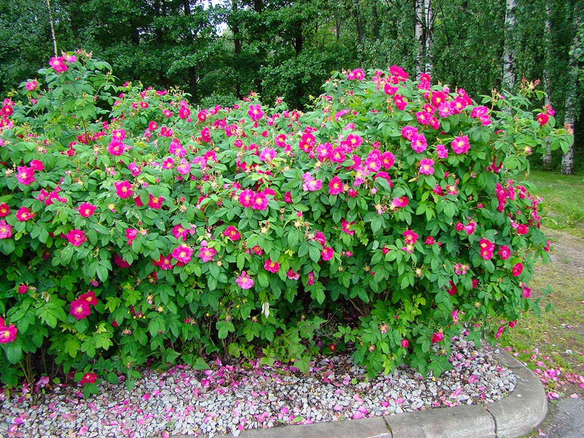 Шиповник - цветущий кустарник для дачи