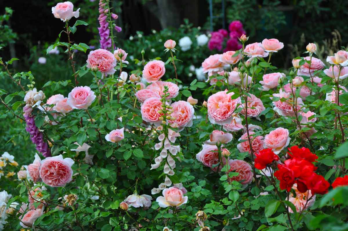 Английские розы