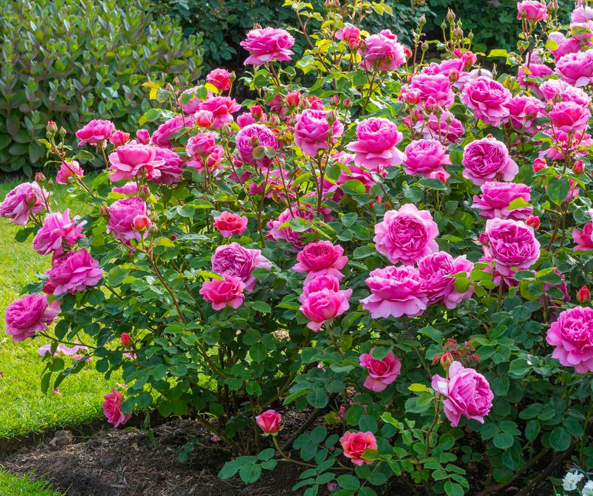 Парковые кустовые розы