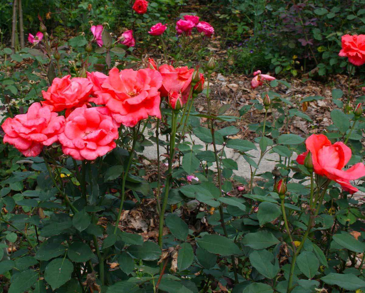 Роза грандифлора кустовая