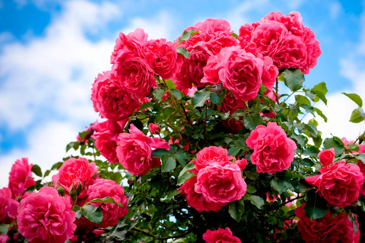 Розы В Саду Фото