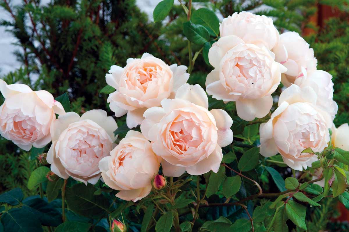 Image result for фото цветы розы