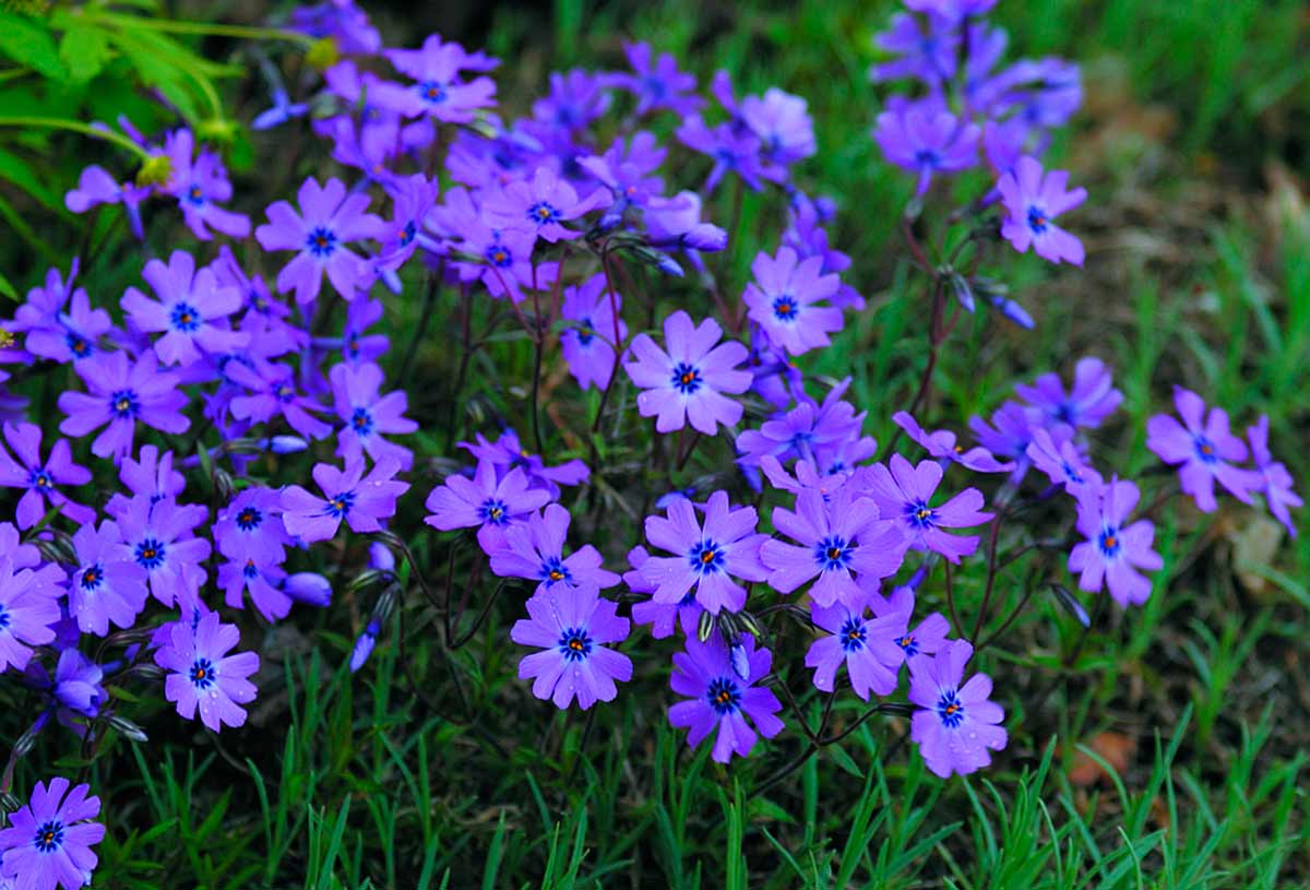 Флокс шиловидный синие цветы