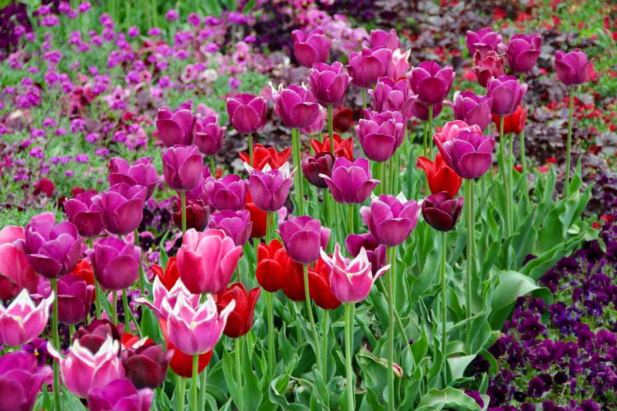 Фото тюльпанов в саду