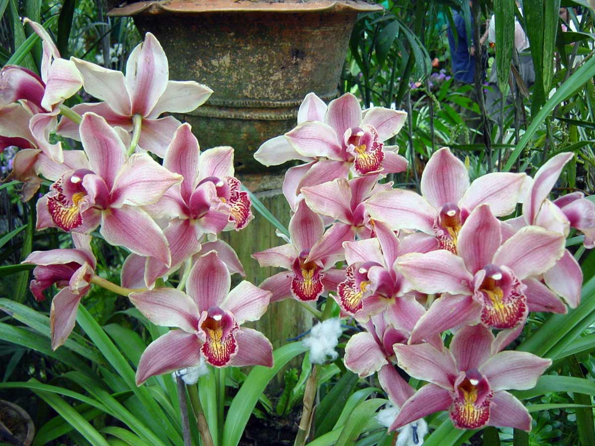 Орхидея Оливия фото