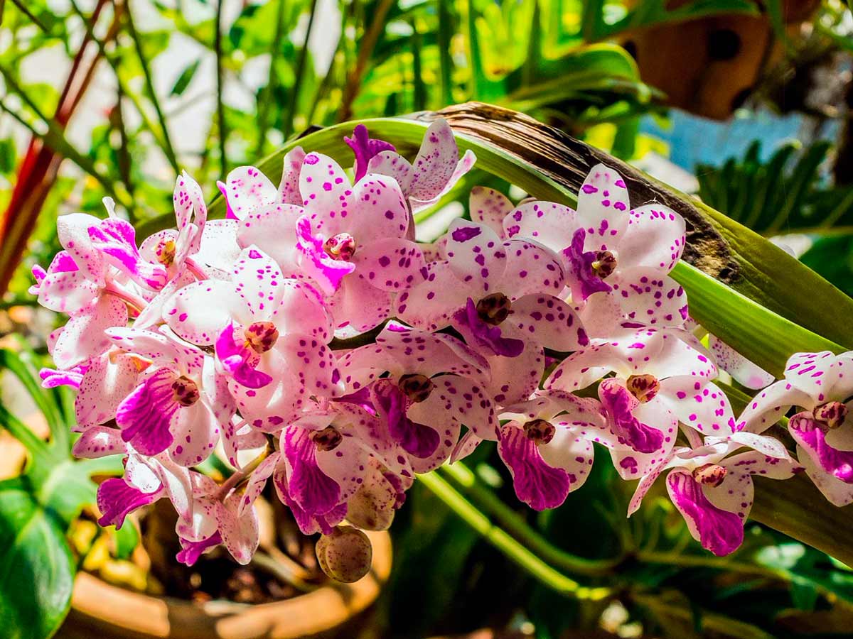 Орхидея Сорт Кимоно