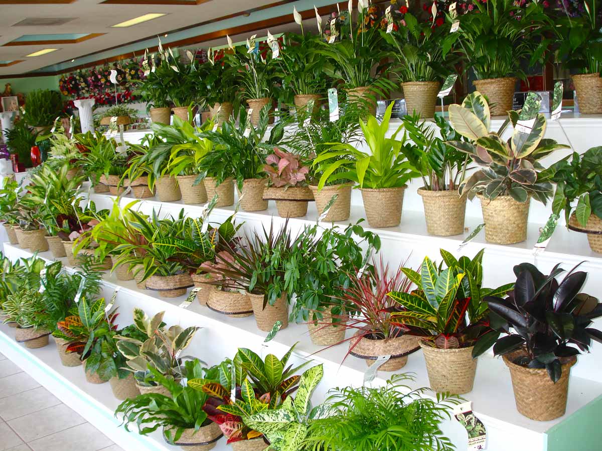 Где Можно Купить Декоративные Растения