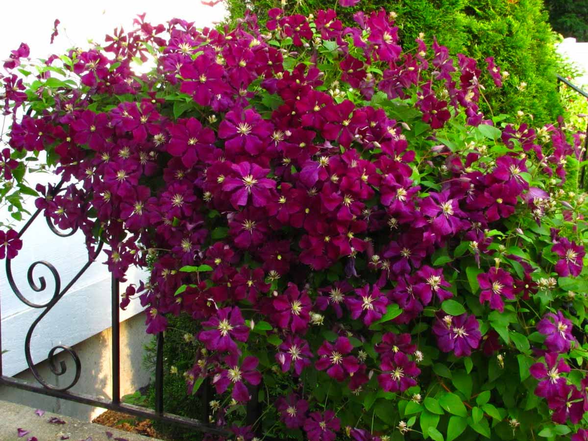 цветы клематис фото многолетние сорта