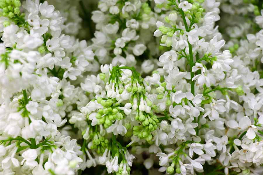 Белые цветы для сада