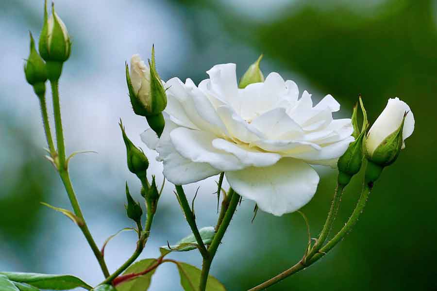 Белые цветы для сада