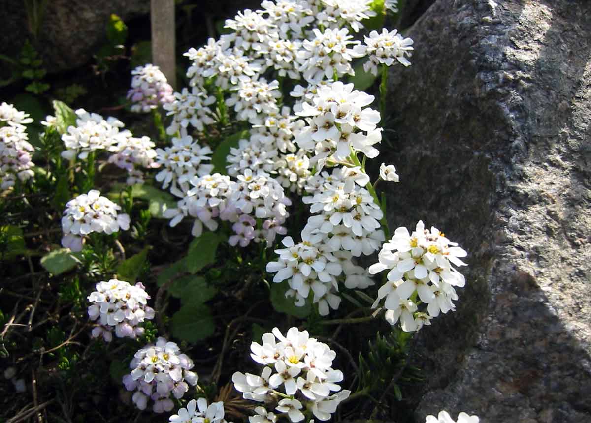 Белые цветы для ландшафтного дизайна - иберис