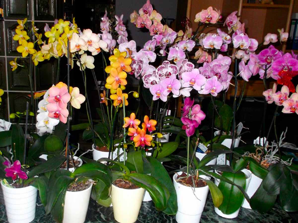 Орхидея фаленопсис: выращивание в квартире