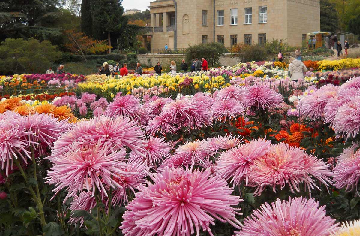 Никитинский Ботанический сад хризантемы