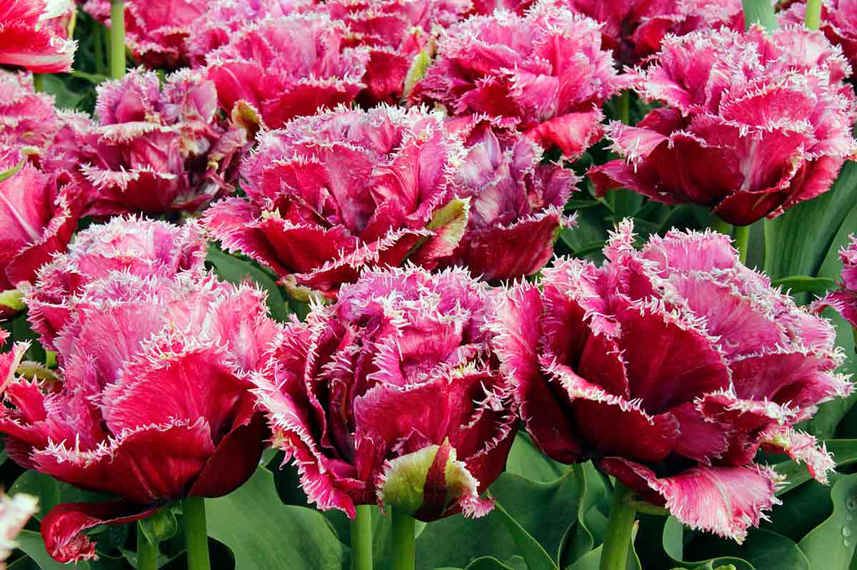 Тюльпан бахромчатый Катар