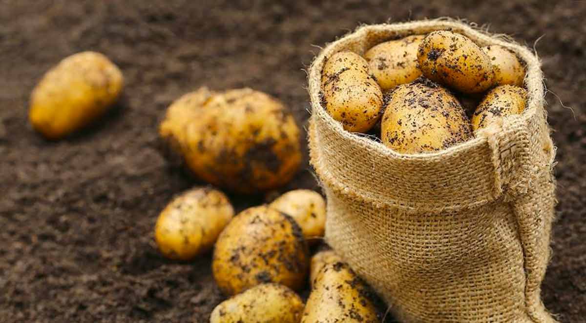 Как увеличить урожай картофеля