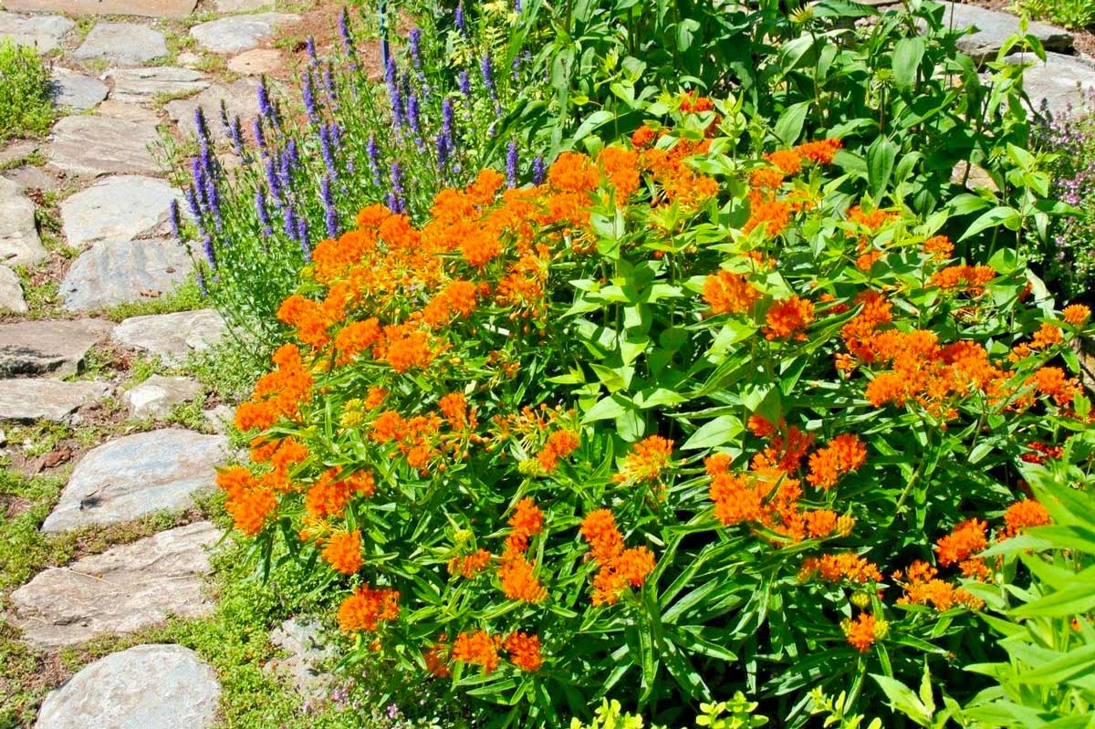 Цветы с оранжевыми цветами фото и названия садовые