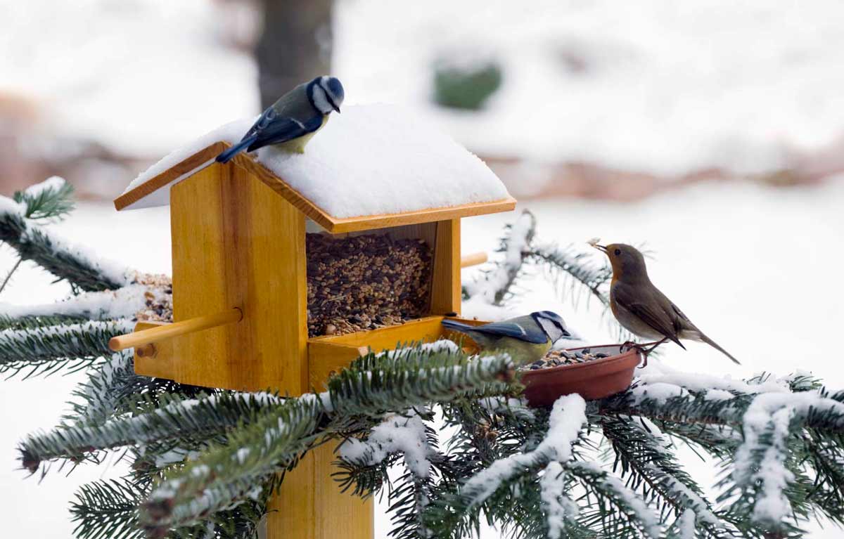 Подкармливаем птиц в декабре