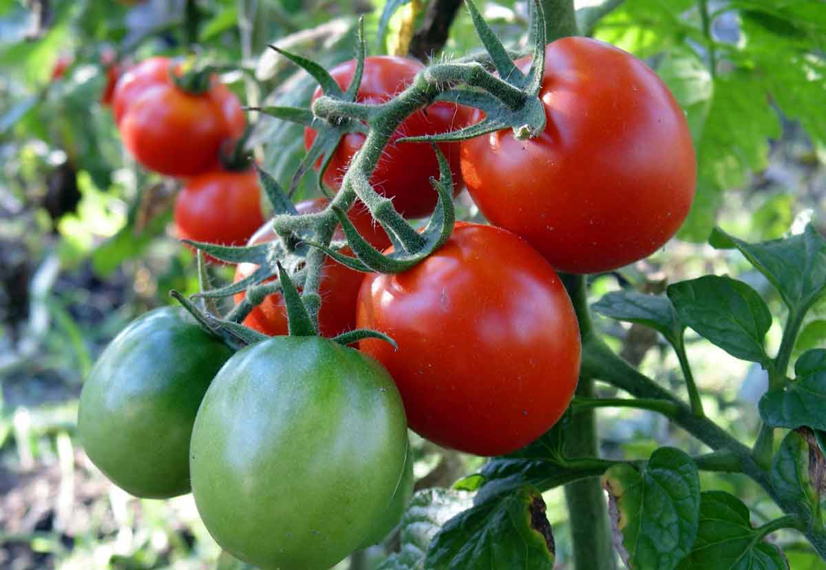 Чем поливать помидоры