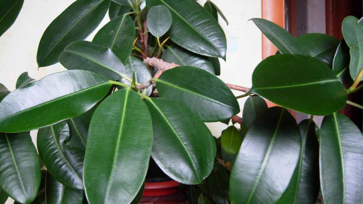 Растения с пользой для здоровья - фикус