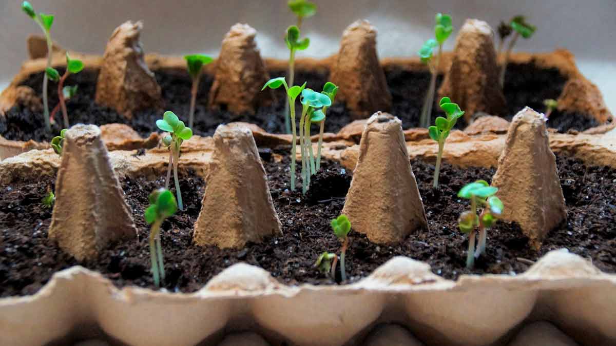 Ёмкости для выращивания рассады