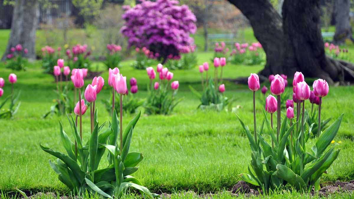4 интересных факта о тюльпанах