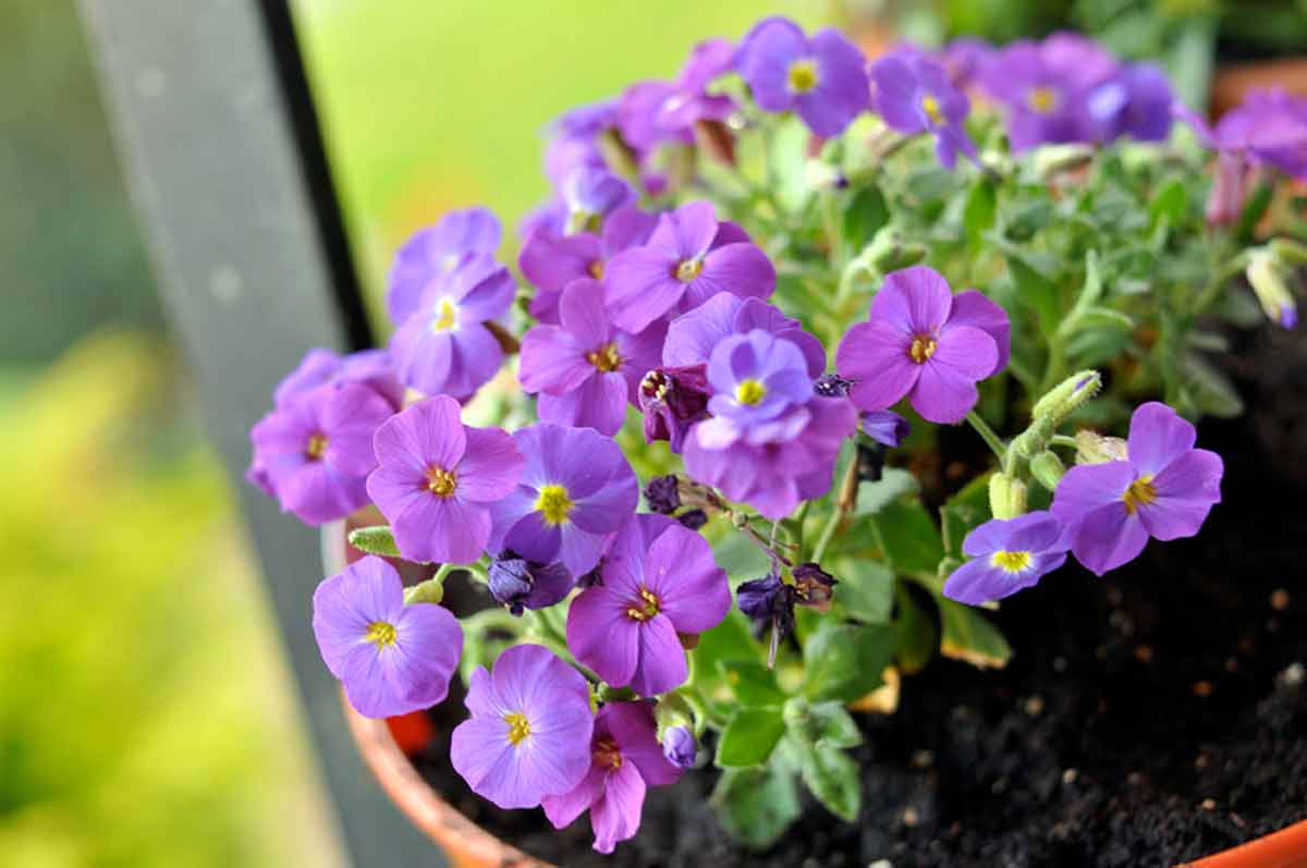 Фиолетовые растения