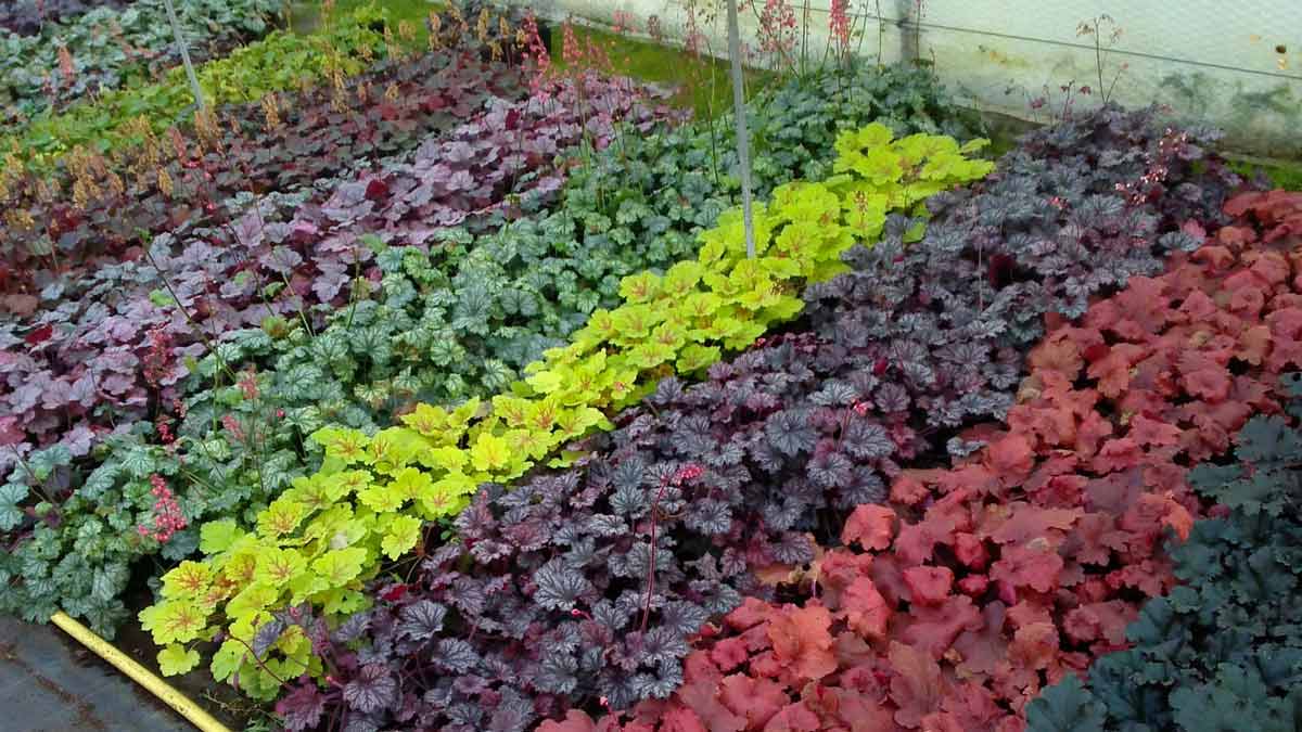 Разноцветные гейхеры в ландшафтном дизайне сада