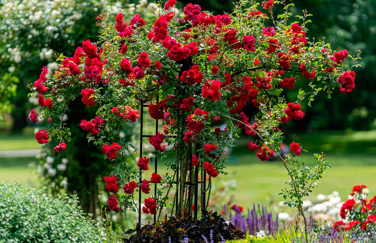 Хорошие соседи для роз – какие растения можно посадить рядом с королевойсада