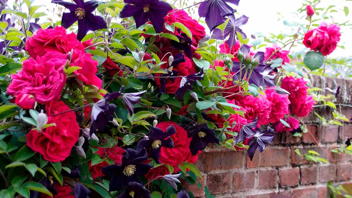 Хорошие соседи для роз – какие растения можно посадить рядом с королевой сада