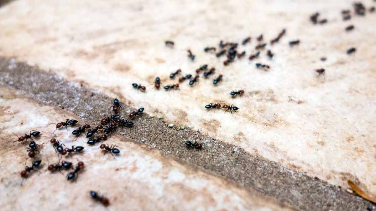 Как избавиться от муравьев
