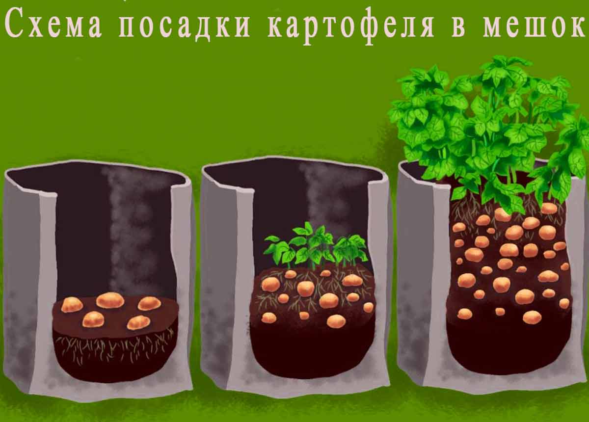 Выращивание картофеля в мешках – пошаговая инструкция. Посадка, уход,преимущества и недостатки