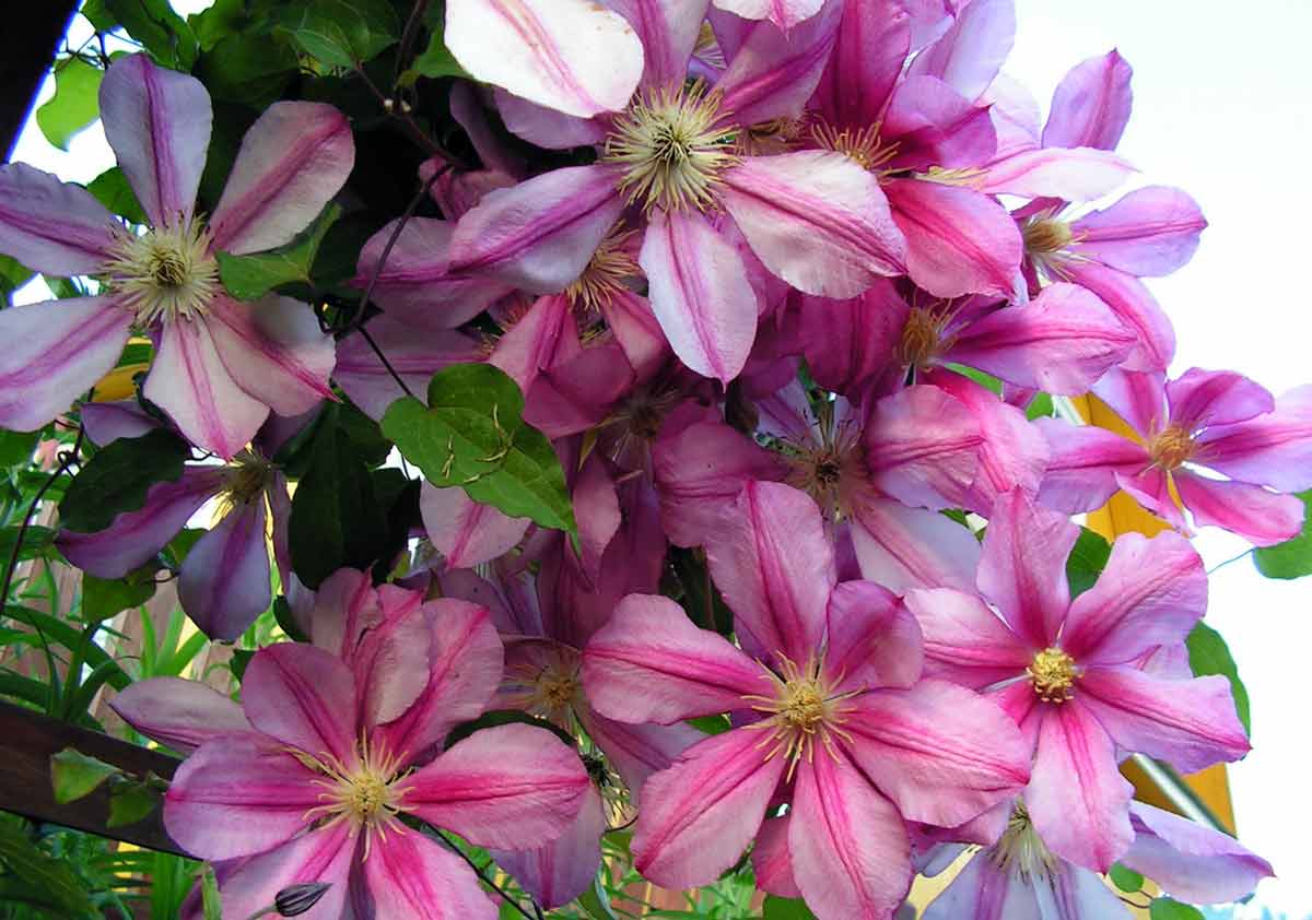 Клематисы – красивоцветущие вьющиеся растения