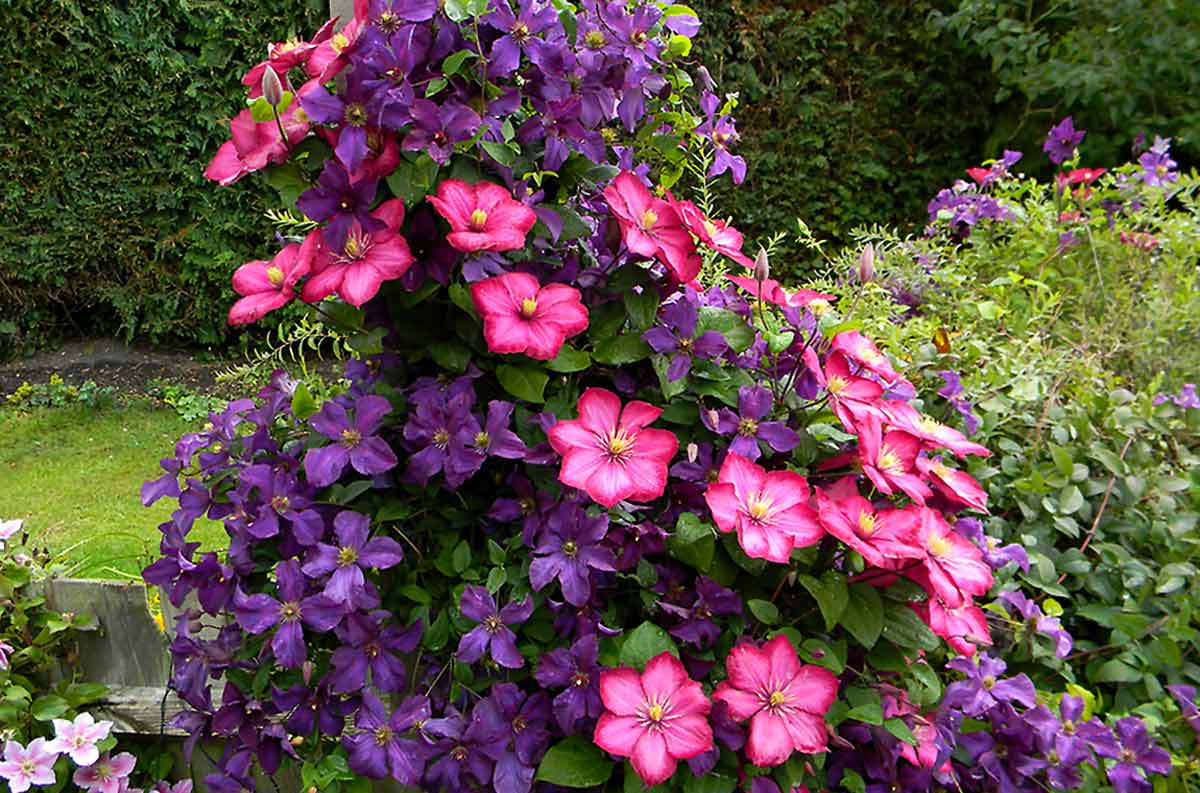 Клематисы – красивоцветущие вьющиеся растения