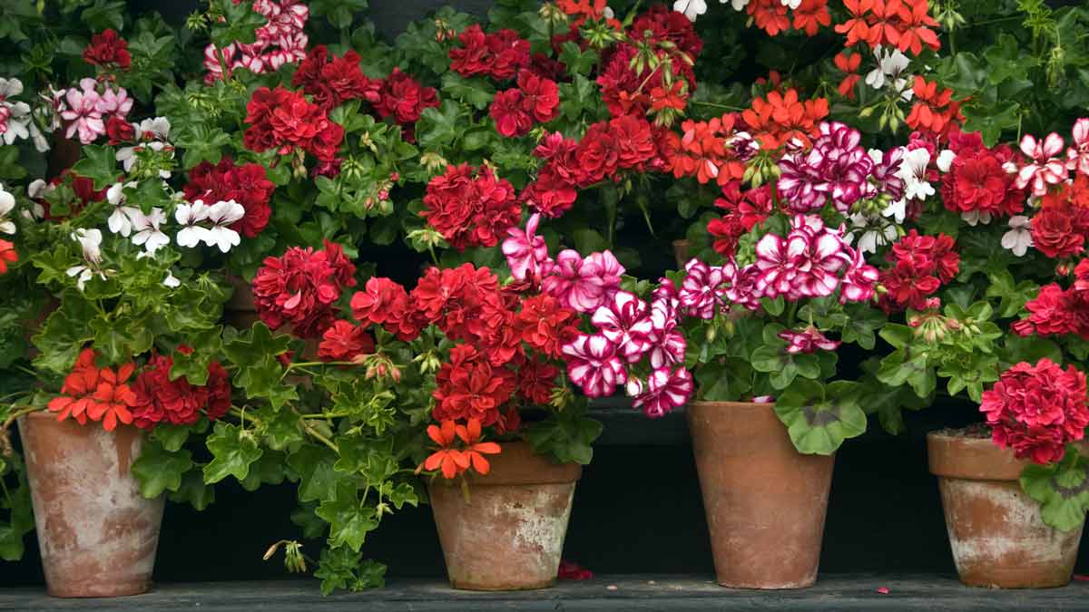 Красно-фиолетовые балконные растения