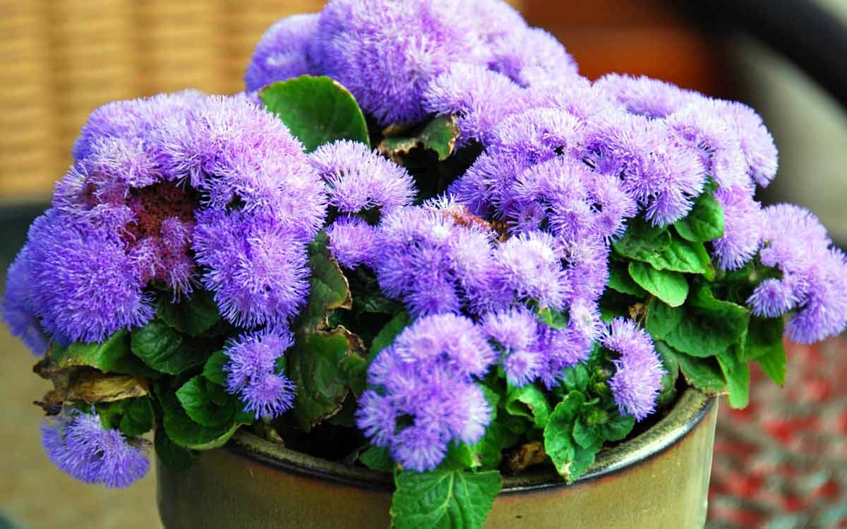 Фиолетовые цветы для кашпо