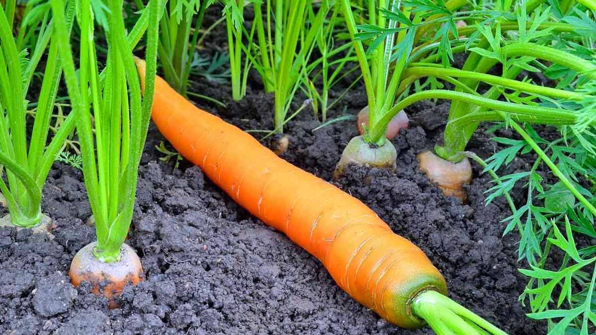 Морковь – полезные свойства, выращивание и уход