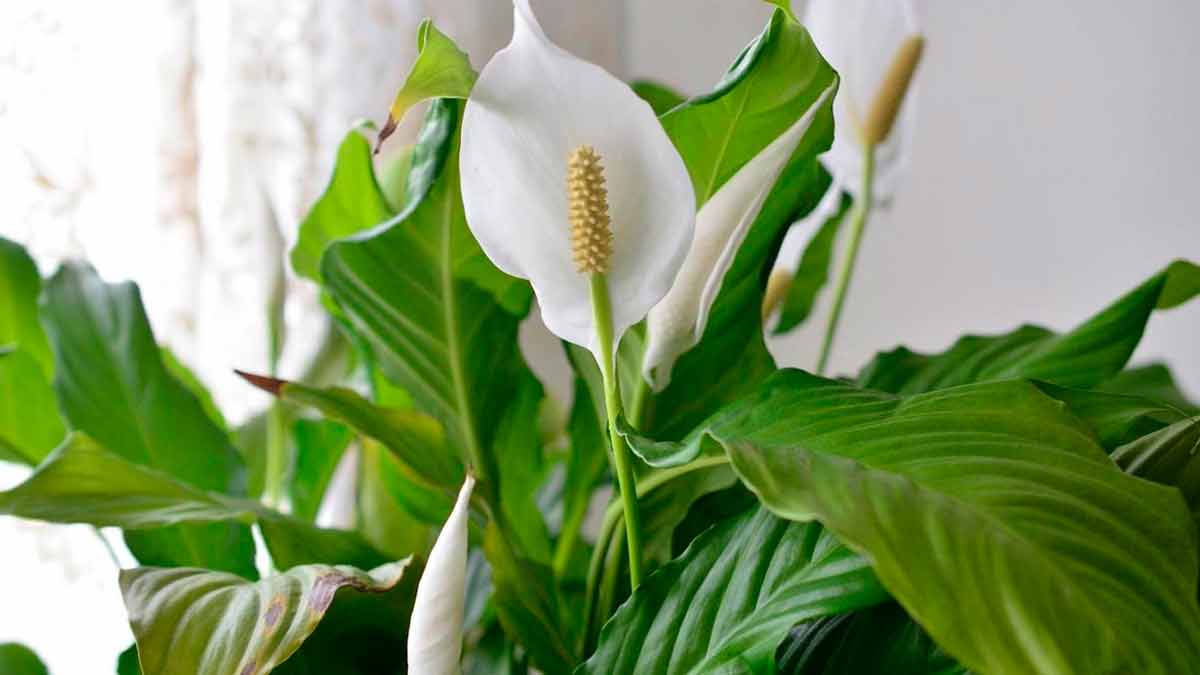 Почему не цветет спатифиллум