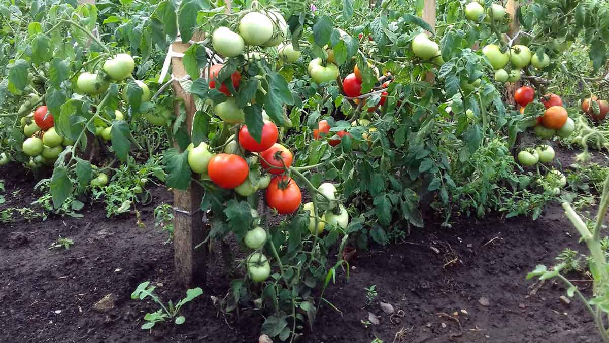 Натуральное средство для обработки томатов