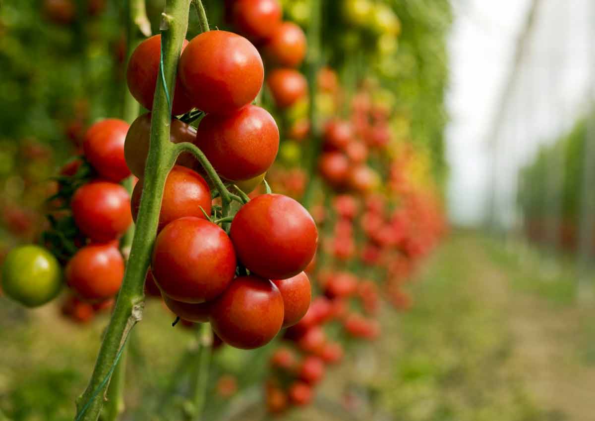 Натуральное средство для обработки томатов