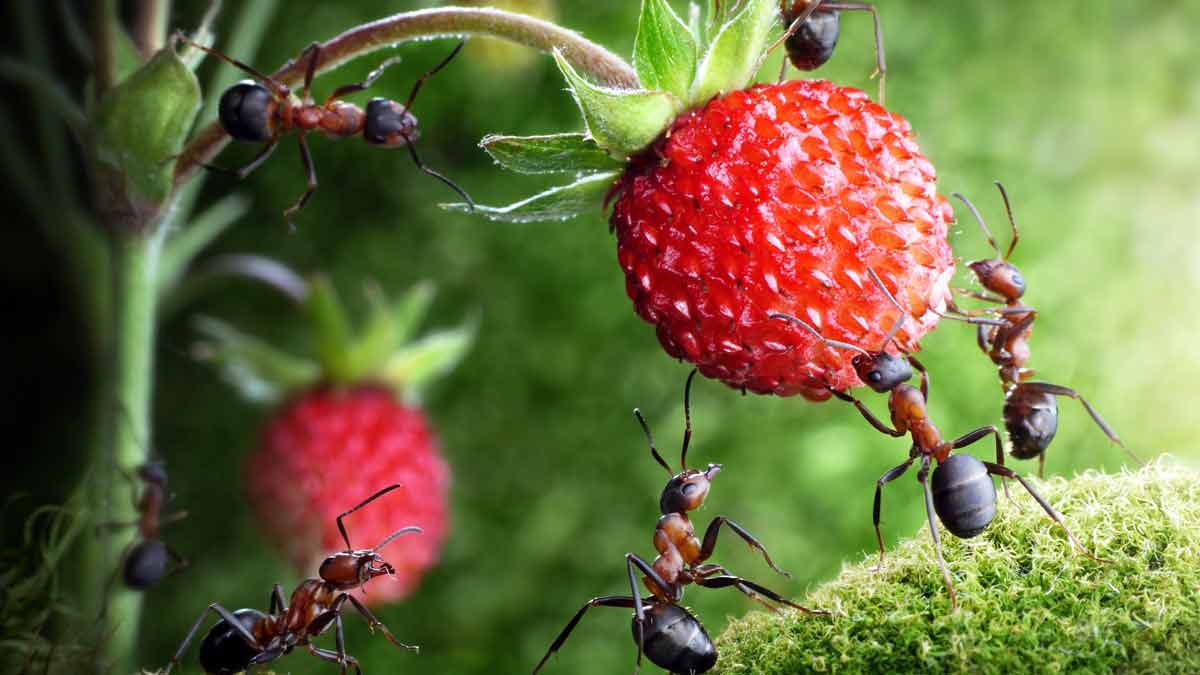 Как избавиться от муравьев в саду