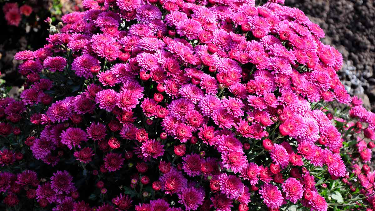 Как добиться пышного цветения хризантем