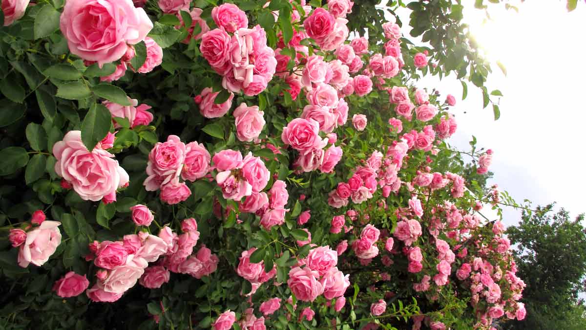 Быстрорастущие плетистые розы